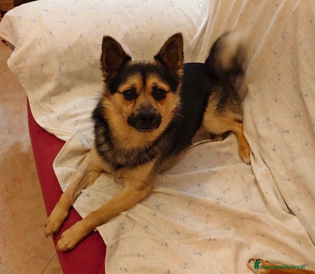 Meticcio cani Milo dolcissimo cagnolino taglia piccola - Annuncio 4