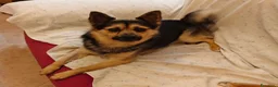 Meticcio cani in regalo: Milo dolcissimo cagnolino taglia piccola a Città metropolitana di Milano - Annuncio 1