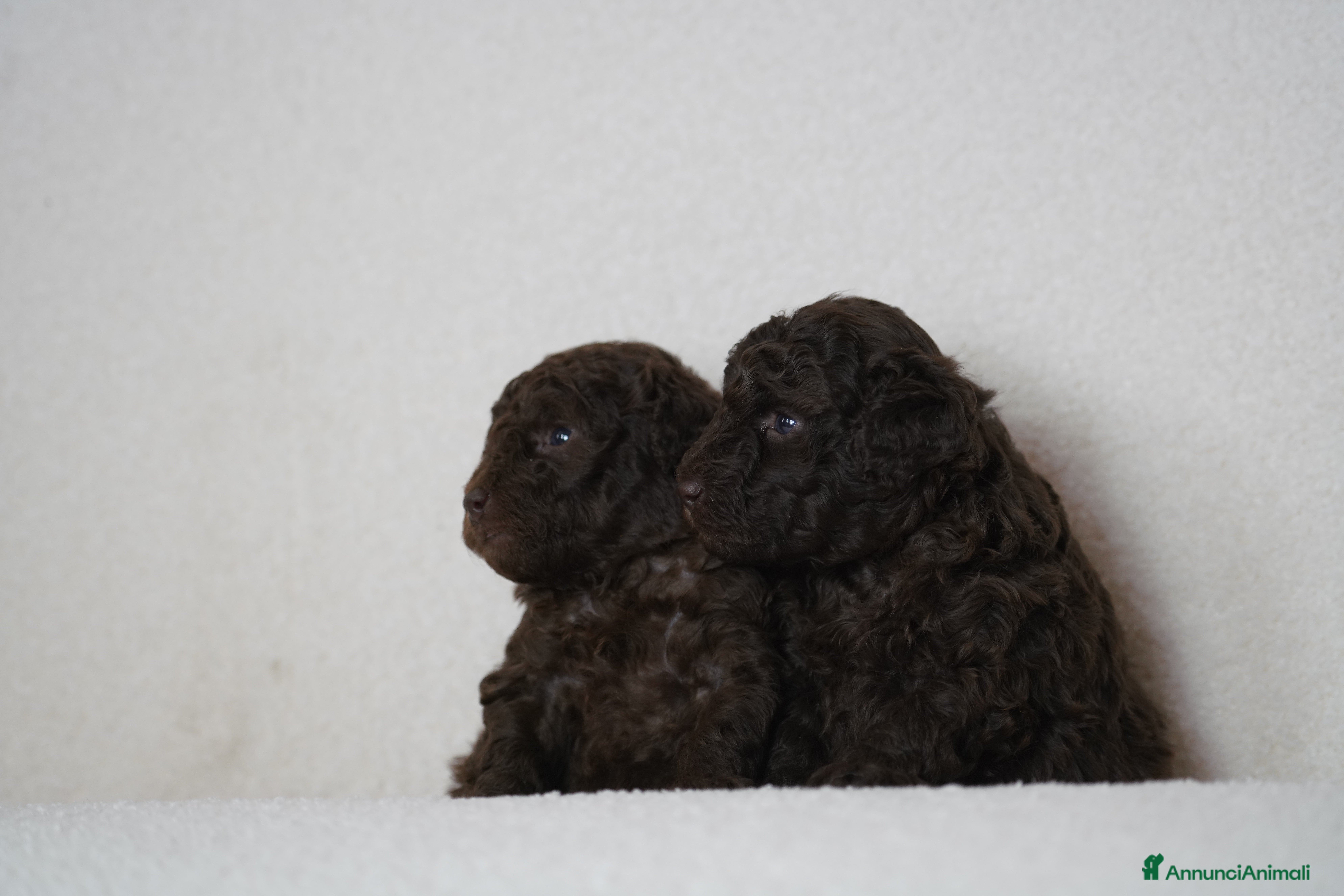 Barboncino cani Barboncini Marroni , Bianchi e Neri con Pedigree - Annuncio 2