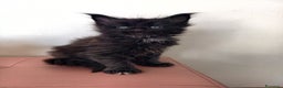 Maine Coon gatti in vendita: Cucciolo Maine coon nero  - Annuncio 1