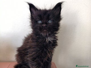 Maine Coon gatti Cucciolo Maine coon nero - Annuncio 6