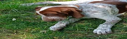 Bracco cani in vendita: Cucciole bracco italiano  - Annuncio 2