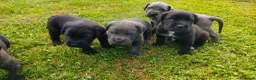 Cane Corso cani in vendita: Splendidi cuccioli di Cane Corso  a Provincia di Padova - Annuncio 3