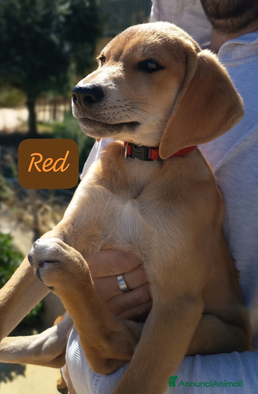 Meticcio cani in regalo: 5 cuccioli per 5 famiglie - Annuncio 5