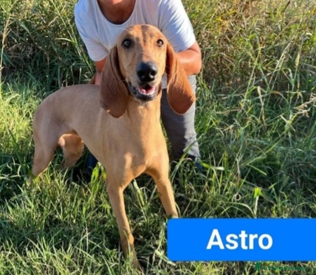 Segugio cani in regalo: 2segugi 2anni e 1/2 PRESTO IN CANILE.ROVIGO URGENO - Annuncio 4