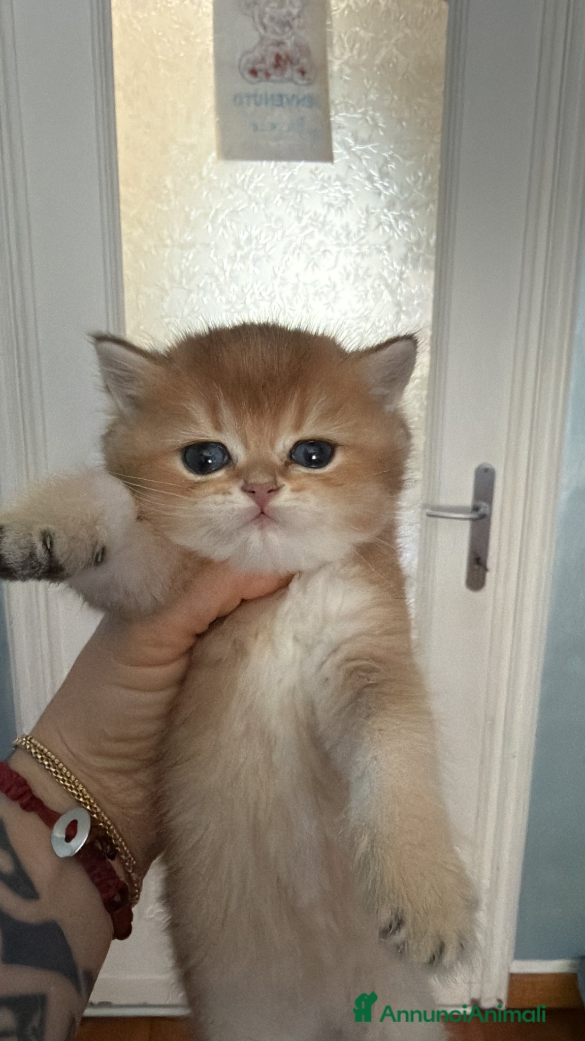 British gatti British Golden  - Annuncio 3