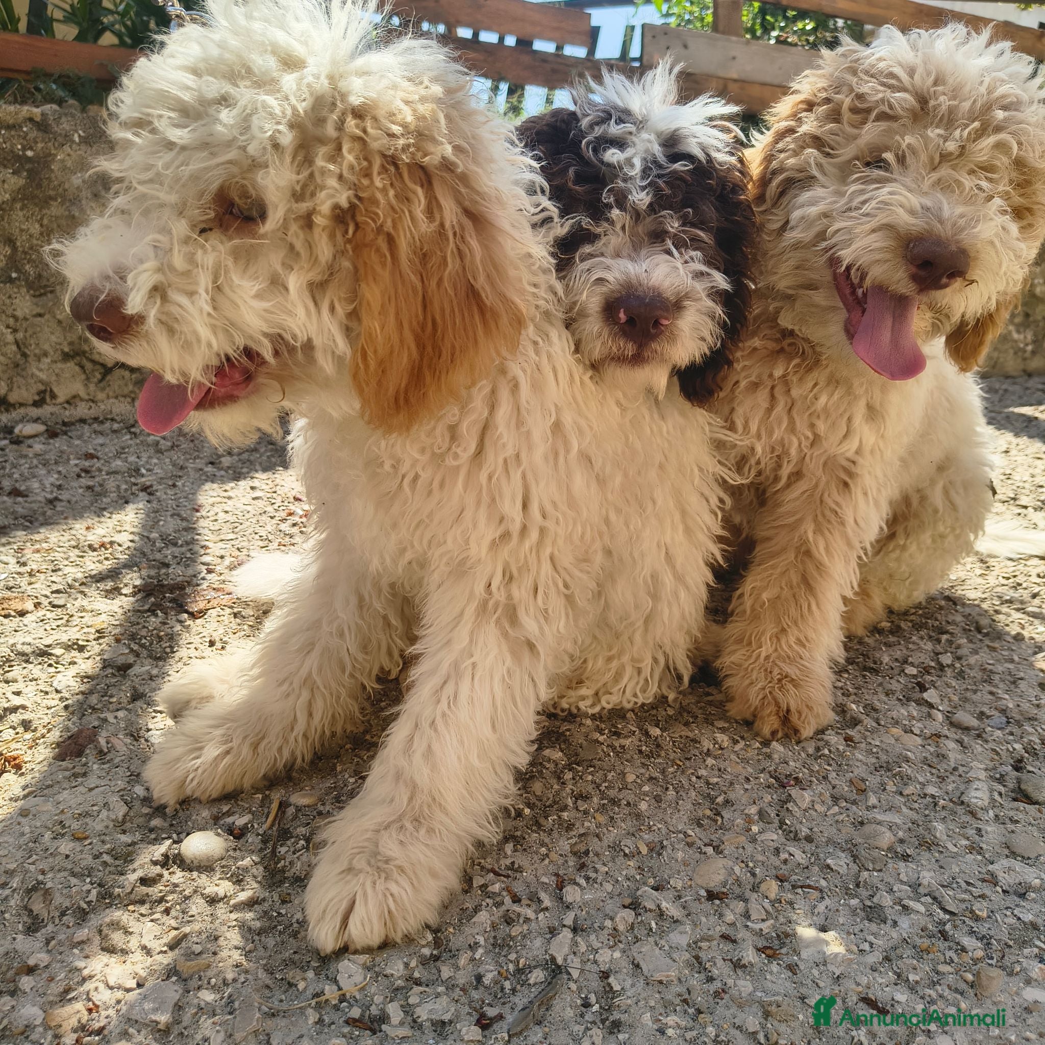 Lagotto cani CUCCIOLI DI LAGOTTO ROMAGNOLO CON PEDIGREE - Annuncio 1