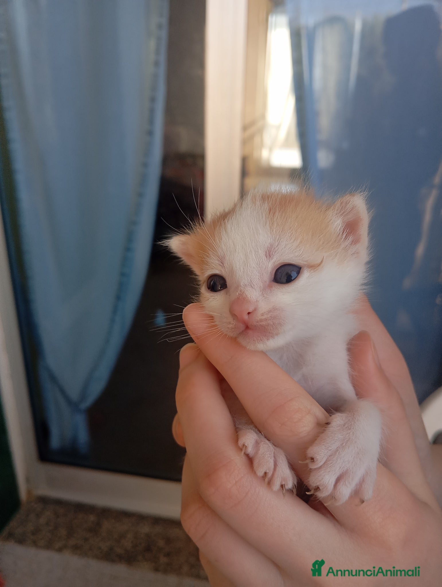 Meticcio gatti Gattini - Annuncio 2