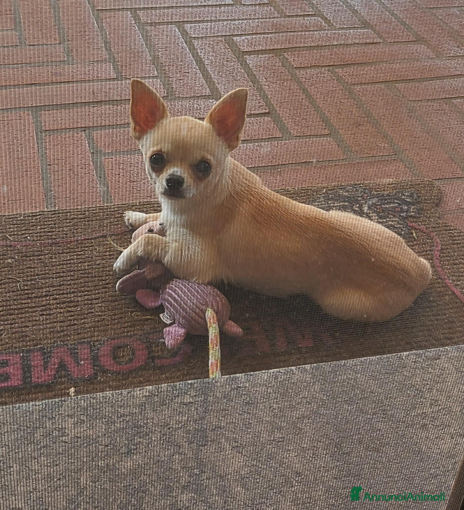 Chihuahua cani Maschio di chihuahua disponibile per monta - Annuncio 3