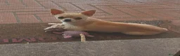 Chihuahua cani per accoppiamento: Maschio di chihuahua disponibile per monta - Annuncio 1