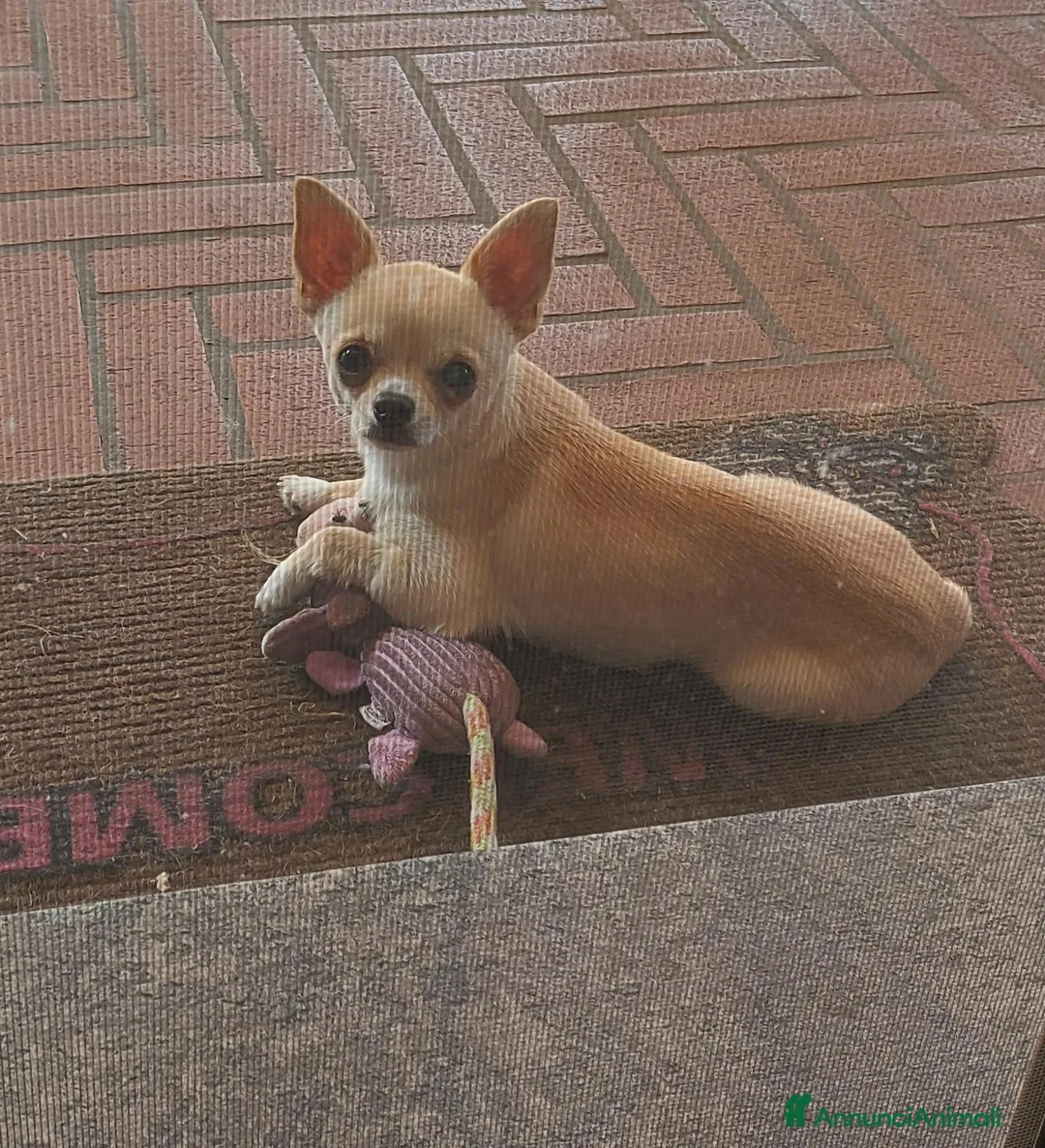 Chihuahua cani per accoppiamento: Maschio di chihuahua disponibile per monta - Annuncio 1