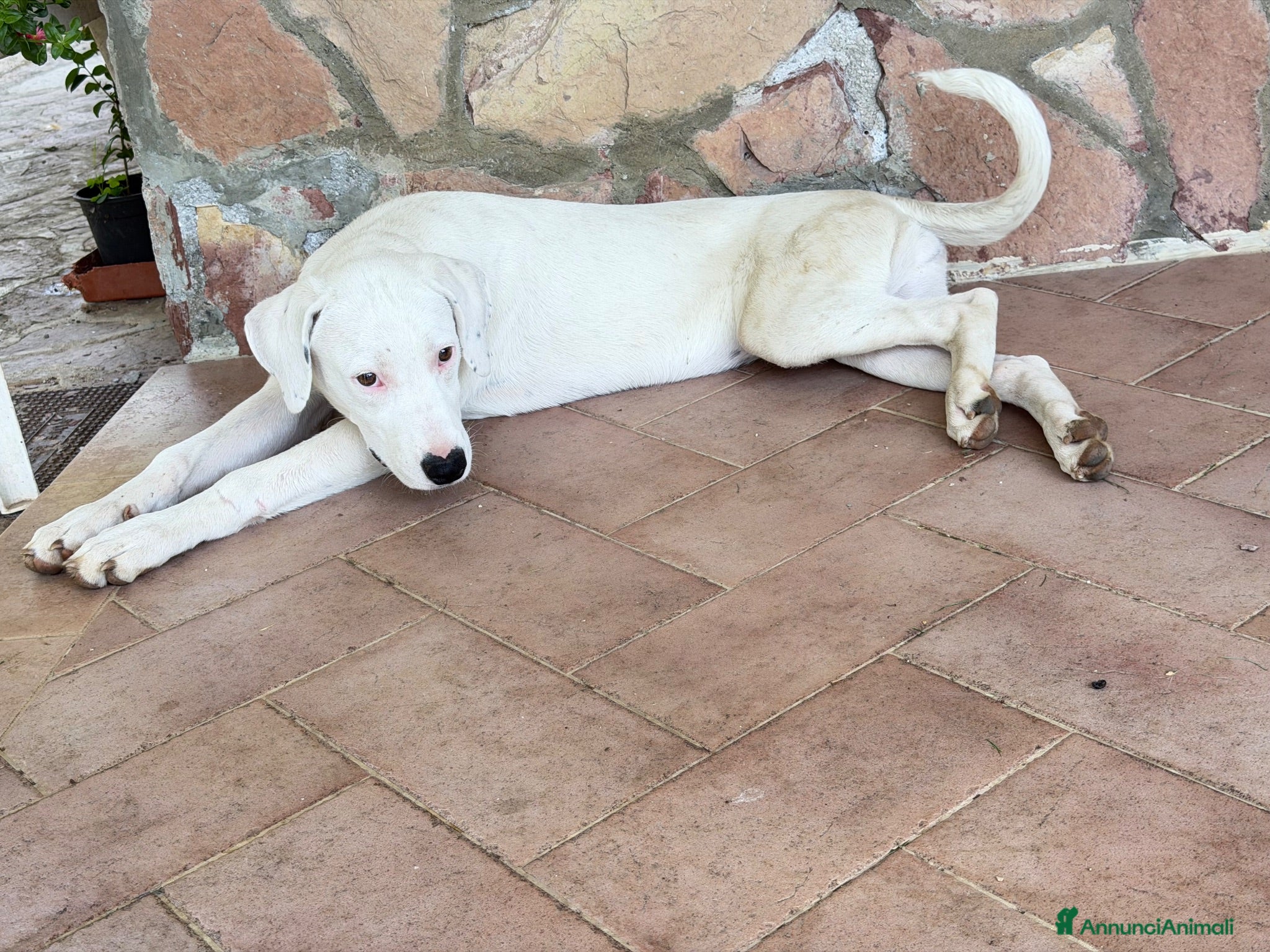 Meticcio cani Alice - Annuncio 4