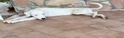 Meticcio cani in regalo: Alice a Provincia di Pordenone - Annuncio 1