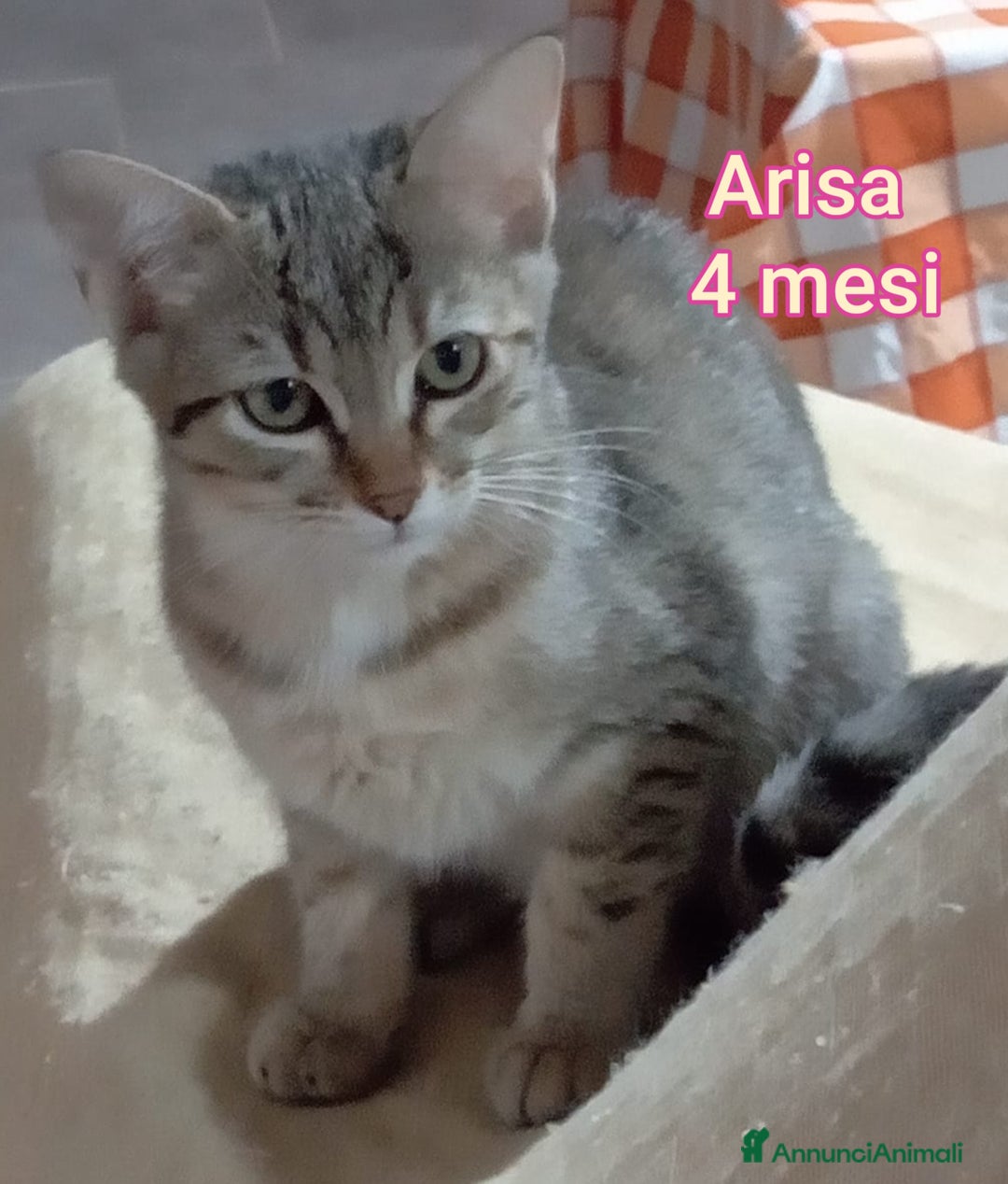 Europeo gatti in regalo: MICINI ABBANDONATI! URGENTE  - Annuncio 11