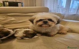 Shih Tzu cani in vendita: Cuccioli di Shih Tzu in vendita a Città metropolitana di Milano - Immagine 2