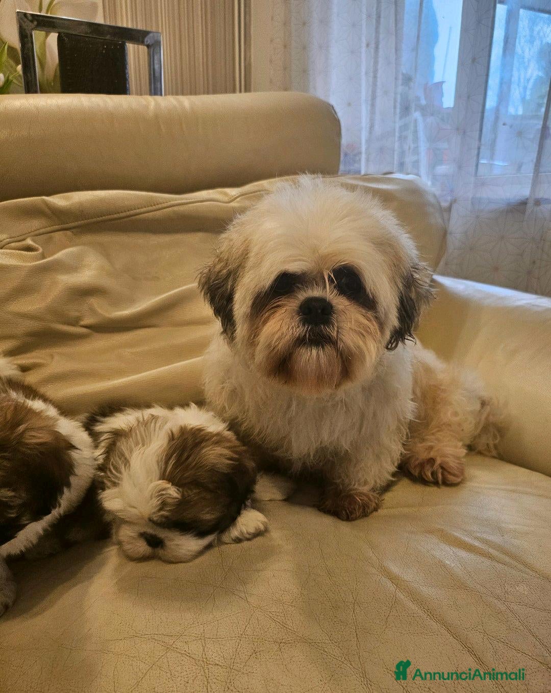 Shih Tzu cani in vendita: Cuccioli di Shih Tzu in vendita a Città metropolitana di Milano - Immagine 2