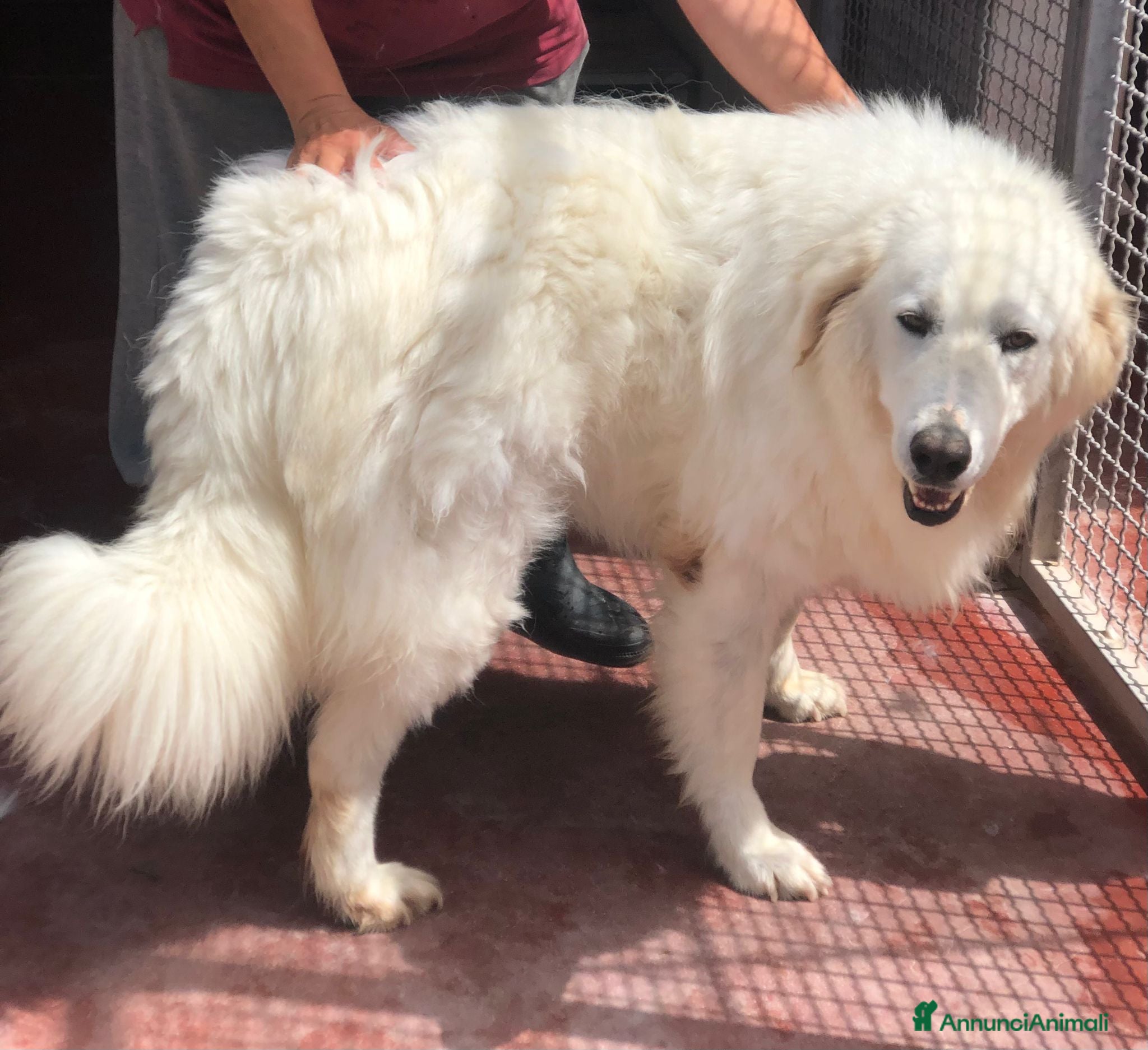 Pastore Maremmano cani Splendida coppia di maremmani a Provincia di Viterbo - Annuncio 19
