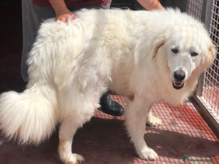 Pastore Maremmano cani Splendida coppia di maremmani a Provincia di Viterbo - Annuncio 8