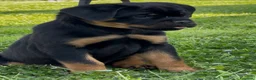 Rottweiler cani in vendita: Cucccioli di rottweiler  - Annuncio 3