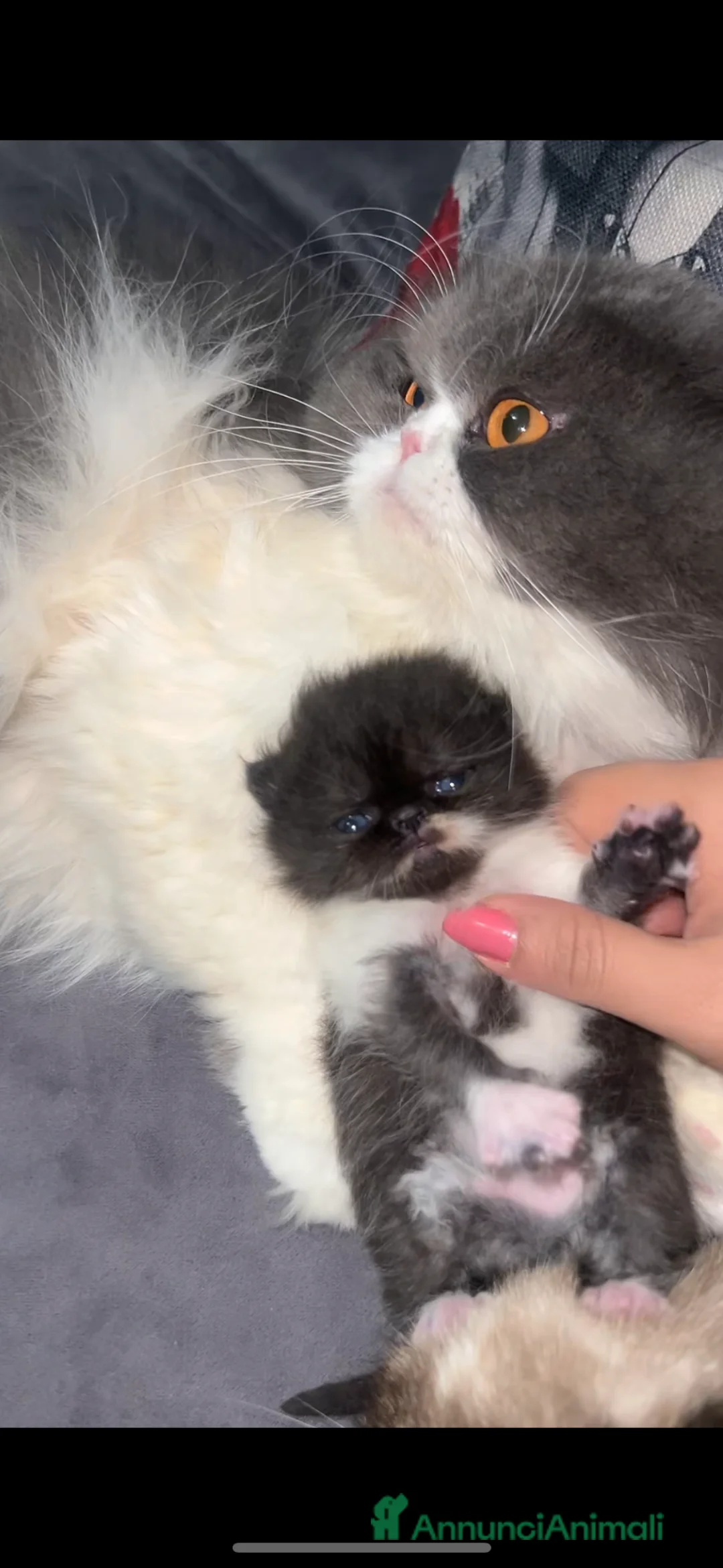 Altre razze gatti in vendita: Licata  - Annuncio 9