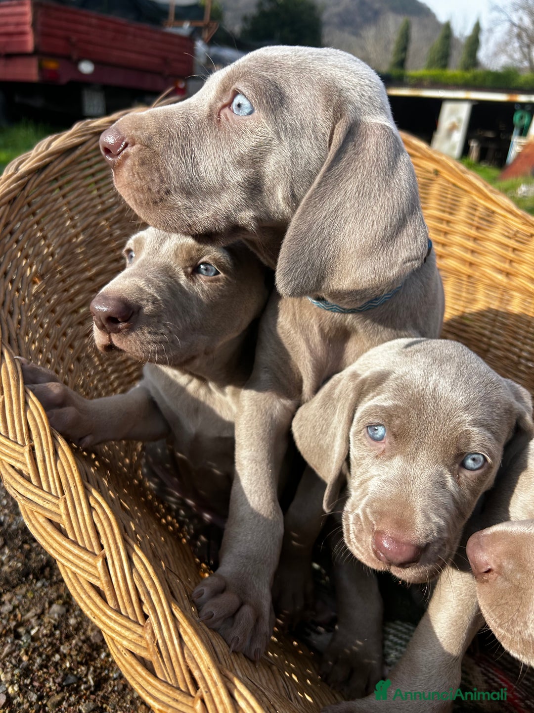 Weimaraner cani in vendita: Cuccioli di Weimaraner - Annuncio 5