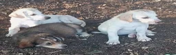 Pastore Asia Centrale cani in vendita: Cuccioli Cane da Pastore dell'Asia Centrale - Annuncio 17