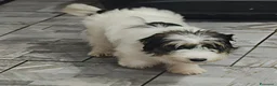 Jack Russell cani in vendita: Jack Russell  - Annuncio 5