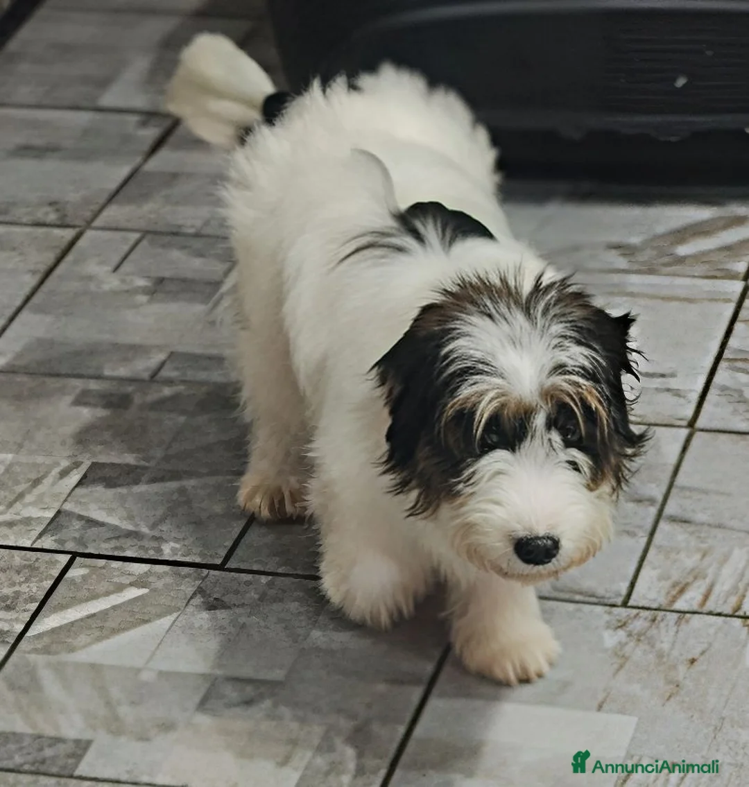 Jack Russell cani in vendita: Jack Russell  - Annuncio 5