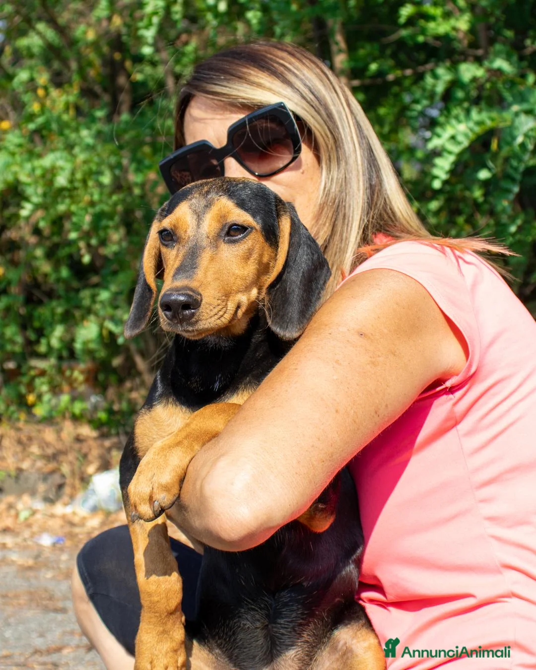 Meticcio cani in regalo: JODY  - Annuncio 2