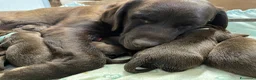 Labrador cani in vendita: Cuccioli Labrador - Annuncio 2