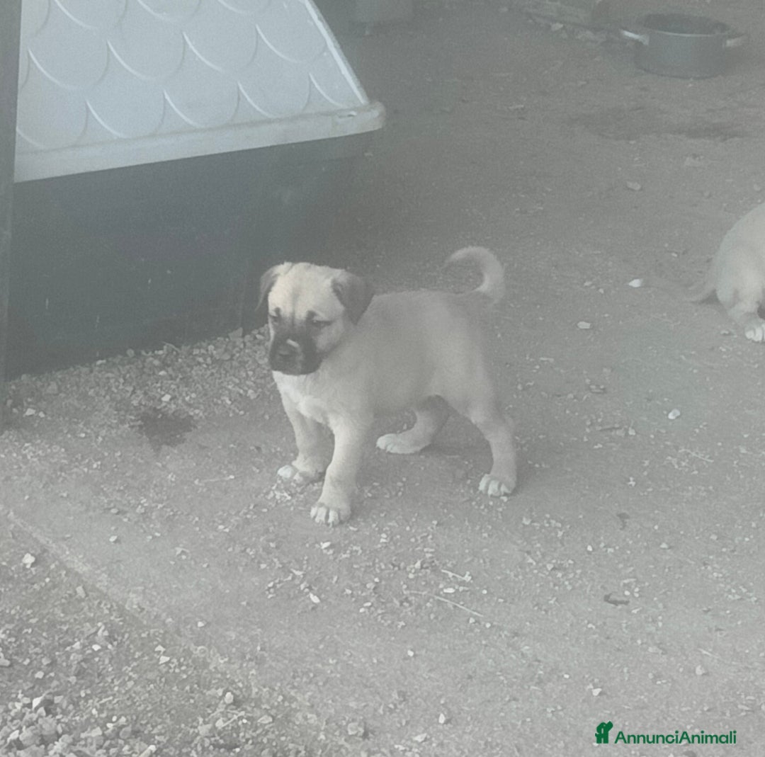 Cane Corso cani in vendita: Cuccioli di cane corso  - Annuncio 3