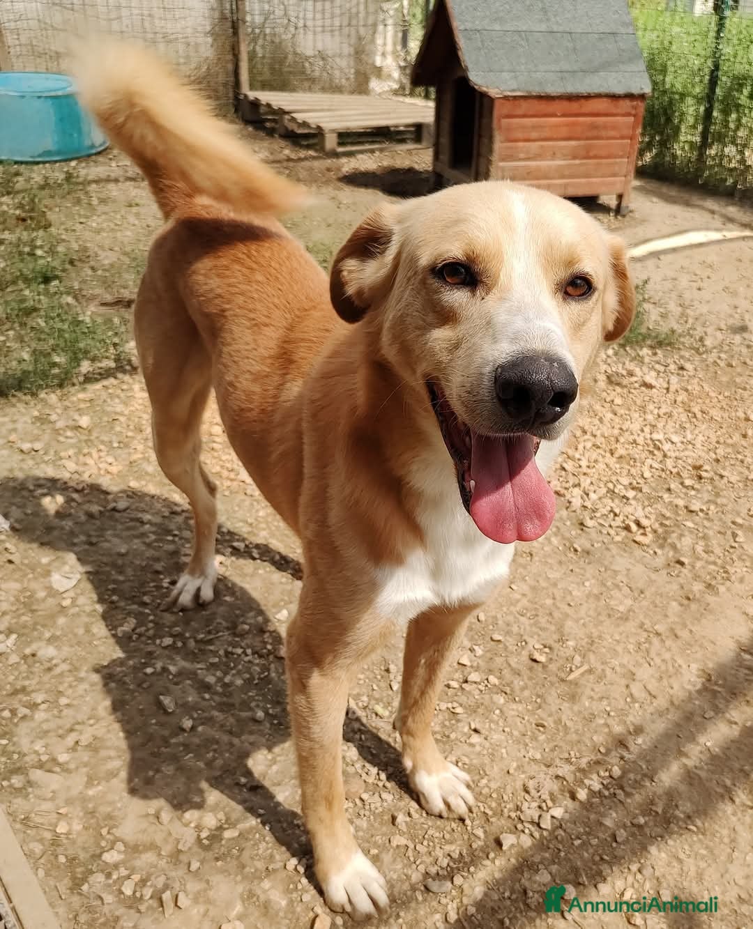 Meticcio cani in regalo: William a Provincia di Treviso - Immagine 9