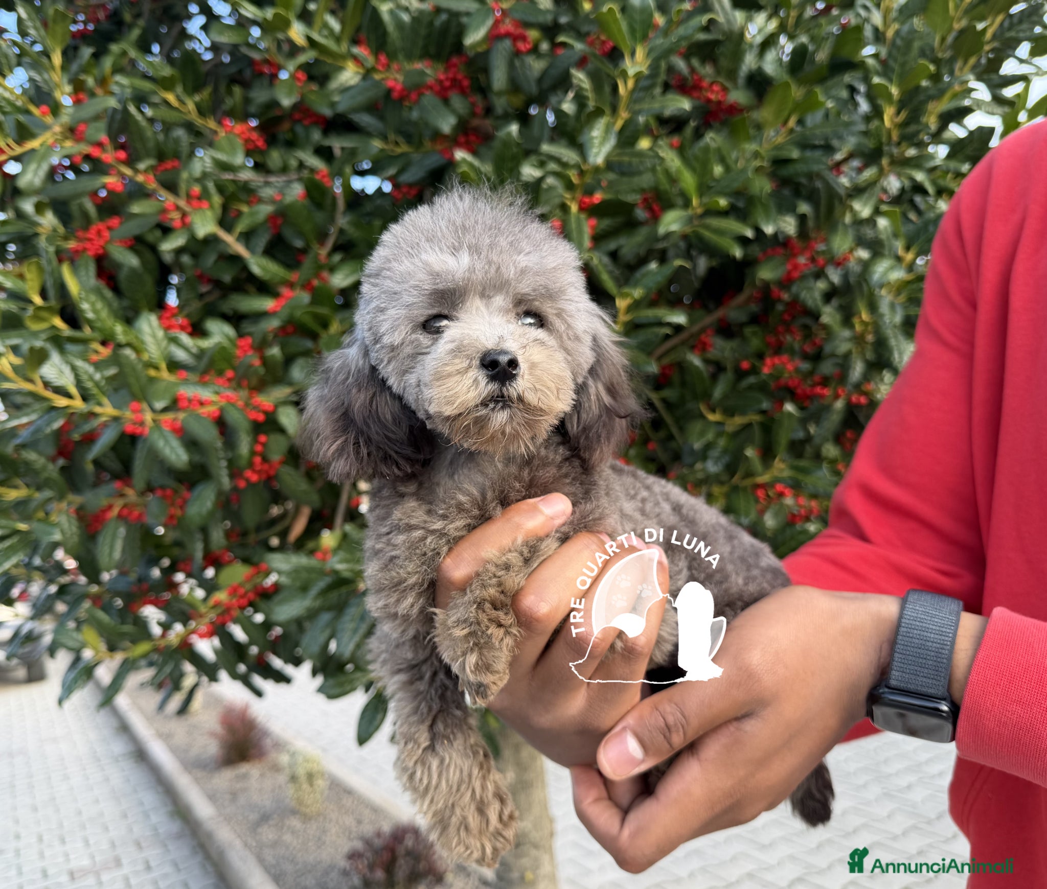 Barboncino Toy cani in vendita: Cuccioli Barboncino Toy Genitori Testati Campioni - Annuncio 2