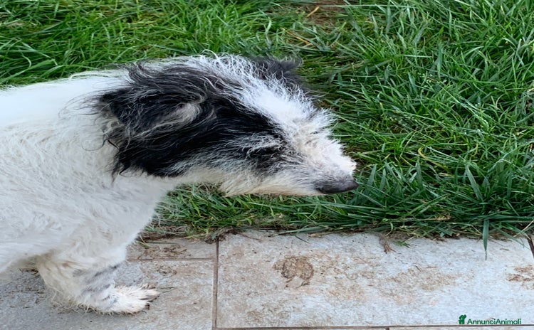 Altre razze cani - Annuncio 12