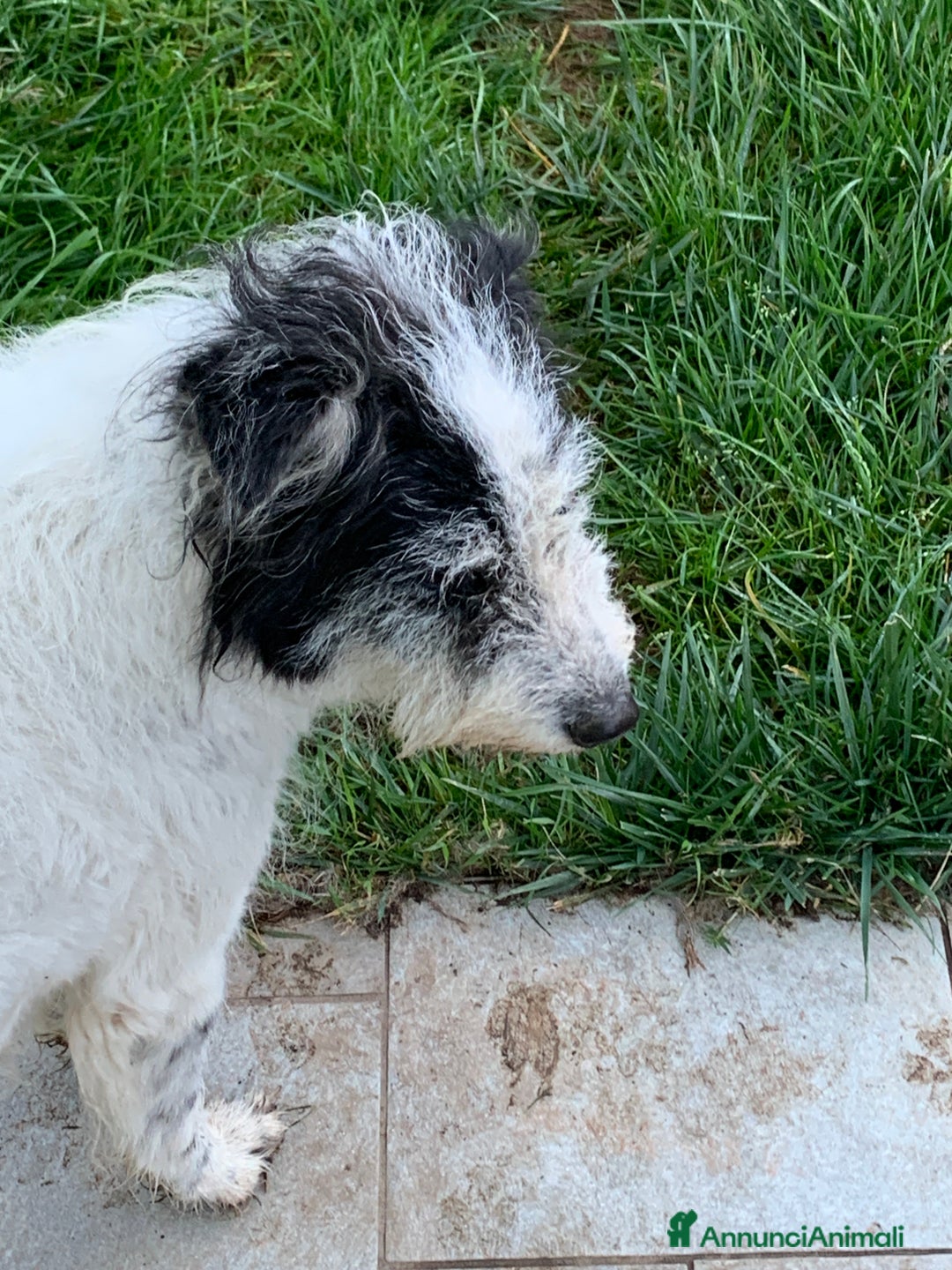 Altre razze cani in regalo: Kira  - Annuncio 1