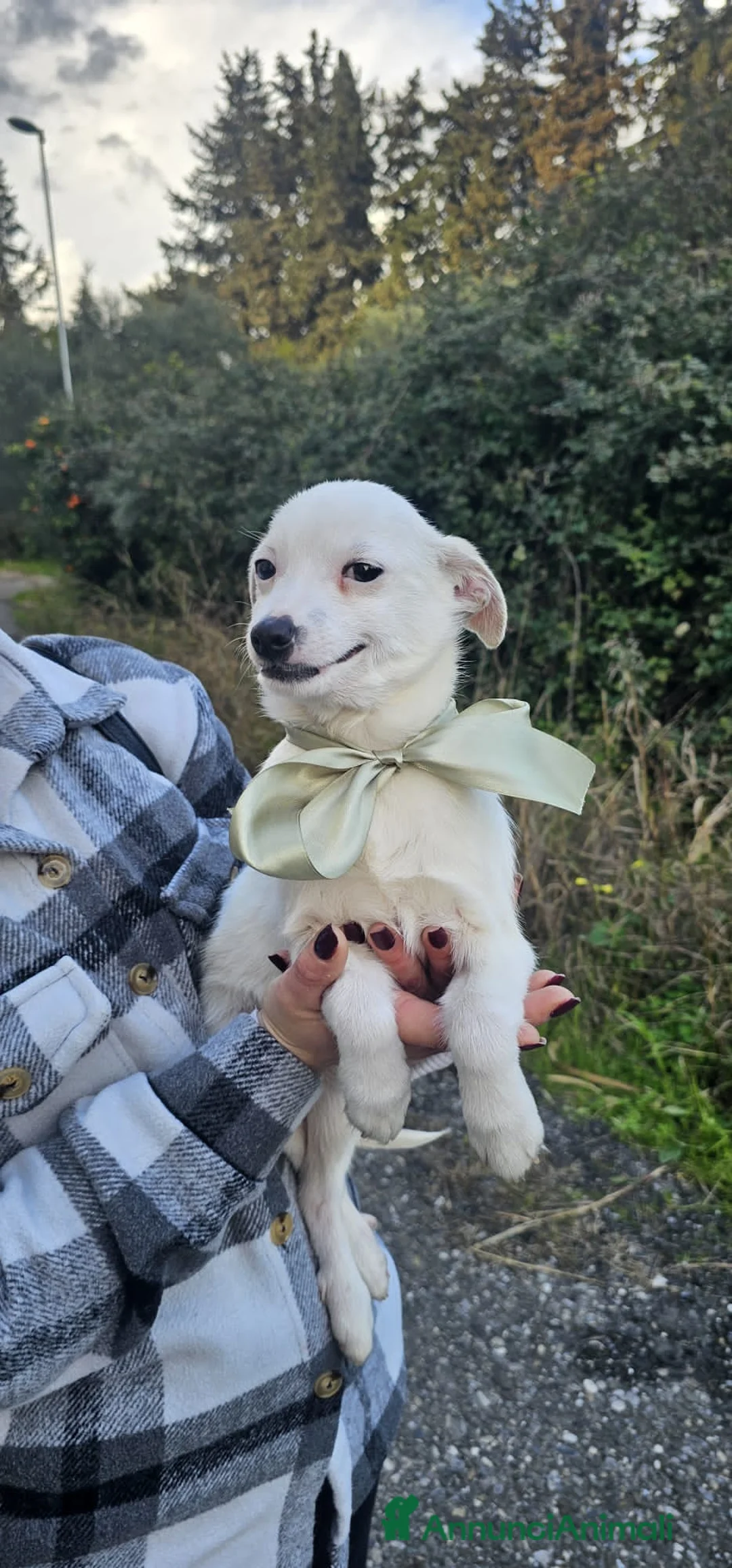 Altre razze cani in regalo: WHITE - Annuncio 2