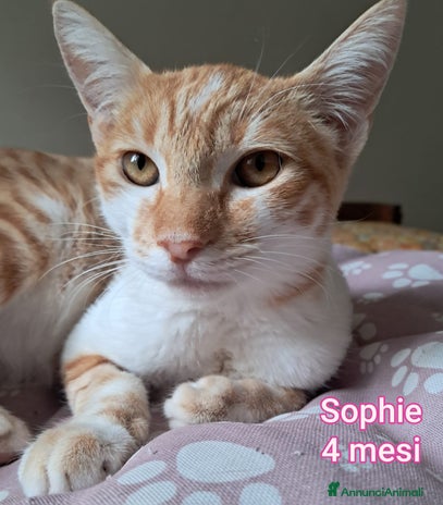 Altre razze gatti - Annuncio 5