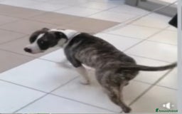 Pitbull cani in regalo: Pitbull 3anni equilibrato,ok bimbi URGENTE GENOVA a Città metropolitana di Milano - Immagine 4