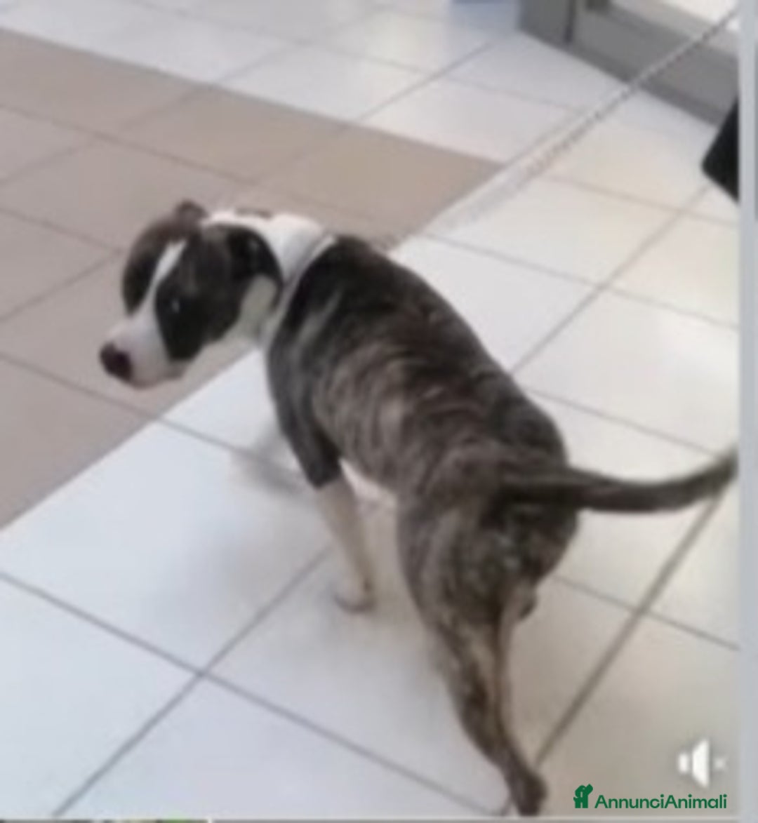 Pitbull cani in regalo: Pitbull 3anni equilibrato,ok bimbi URGENTE GENOVA a Città metropolitana di Milano - Immagine 4