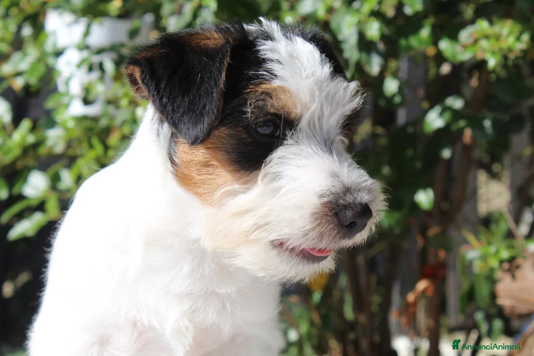 Jack Russell cani in vendita: Maschio tricolore pelo ruvido - Annuncio 1