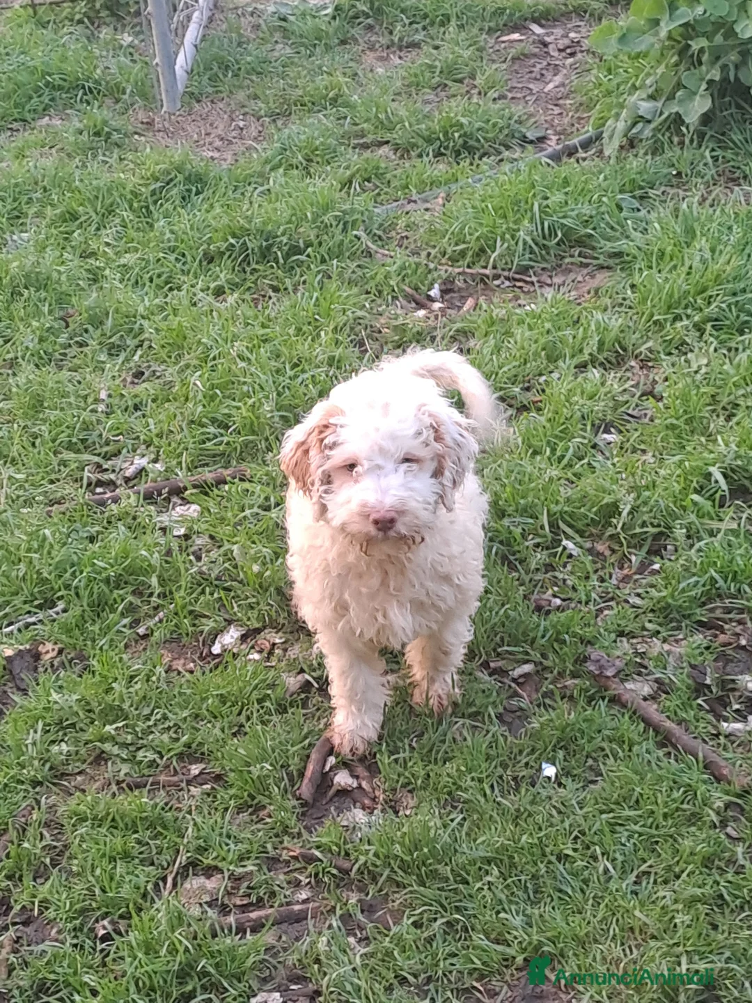 Lagotto cani in vendita: Cuccioli di Lagotto Romagnolo  - Annuncio 1