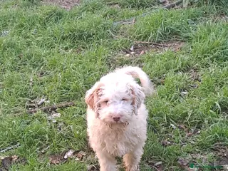 Lagotto cani Cuccioli di Lagotto Romagnolo - Annuncio 2