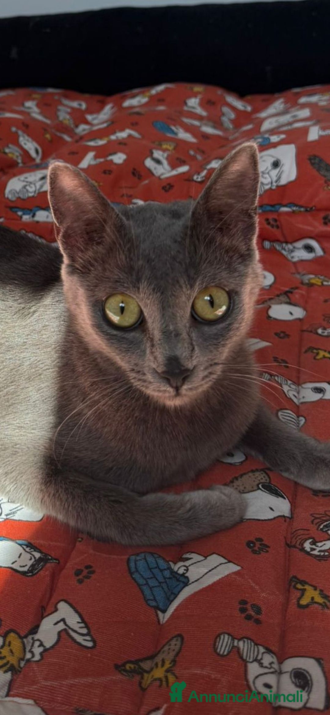 Certosino gatti in regalo: Certosina femmina di 8 mesi a Metropolitan City of Rome Capital - Annuncio 11