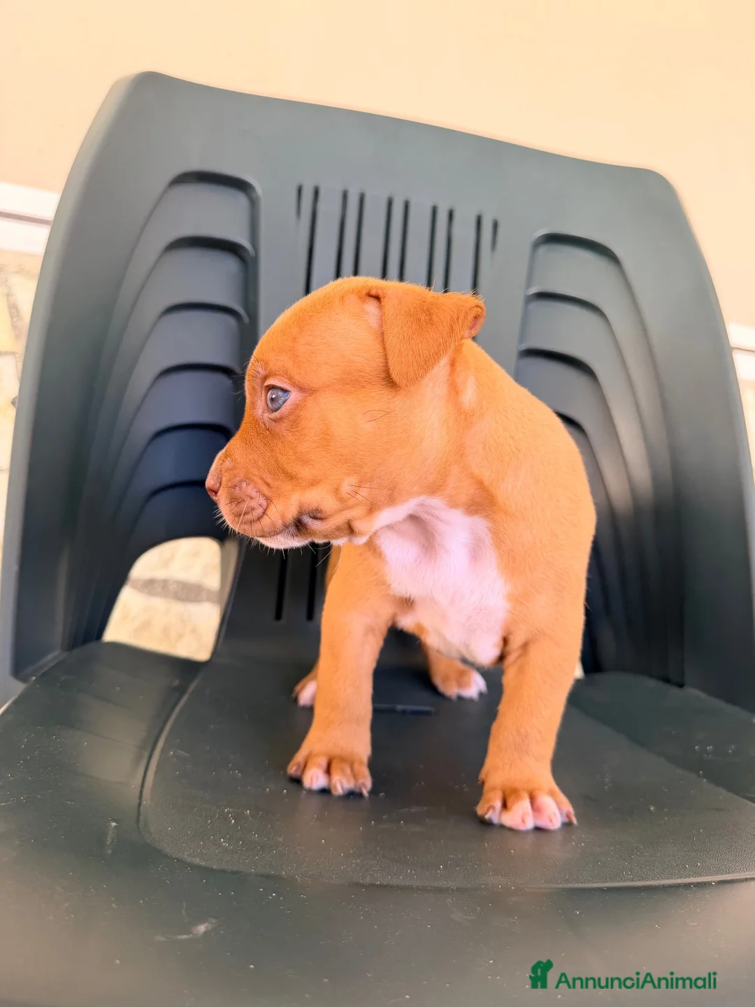 Pitbull cani in vendita: Vendo cuccioli American Pitbull Terrier UKC - Annuncio 16