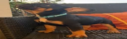 Bulldog Francese cani in vendita: Cuccioli di Bulldog Francese - Annuncio 28
