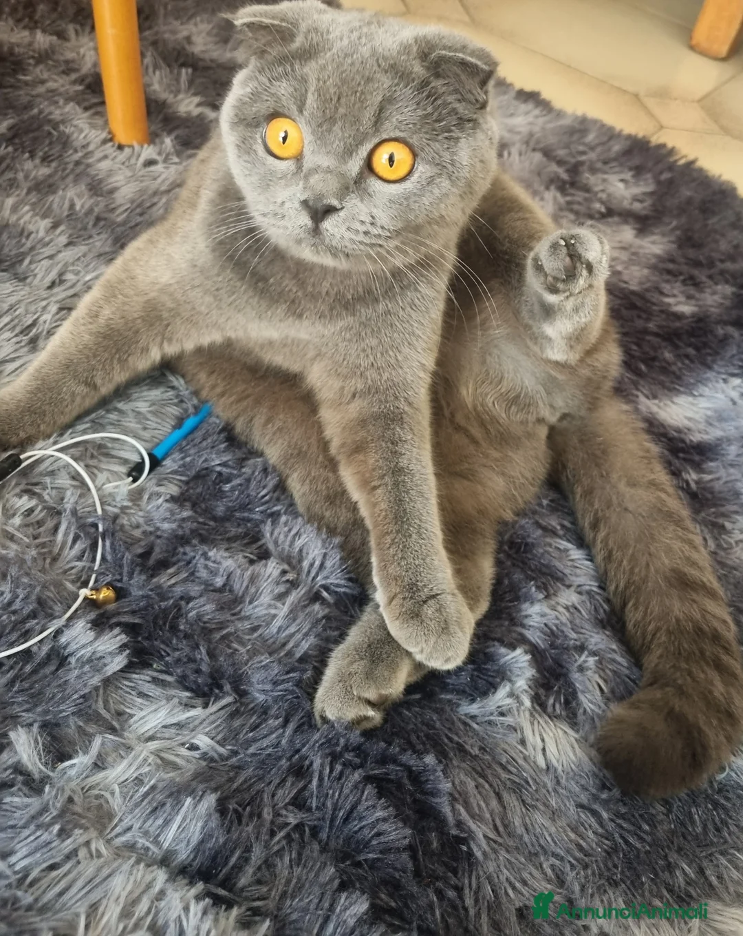 British gatti in vendita: British  - Annuncio 1