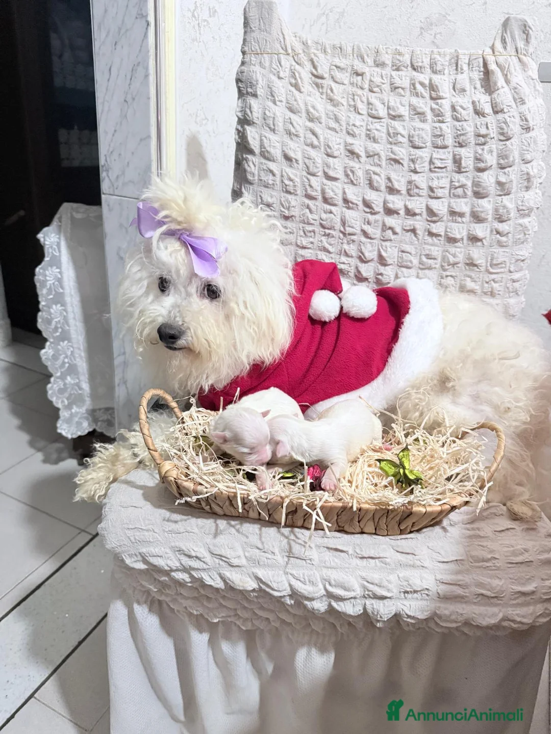 Maltese cani in vendita: Cucciolo maltese razza pura manto bianco - Annuncio 11