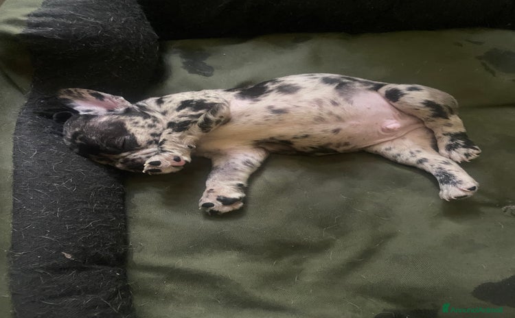 Bandog cani a Città metropolitana di Milano - Annuncio 10