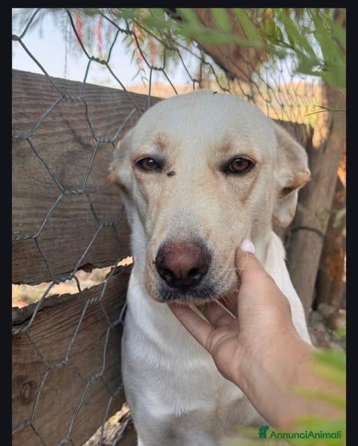 Labrador cani Maraya - Annuncio 40