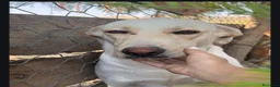 Labrador cani in regalo: Maraya - Annuncio 1